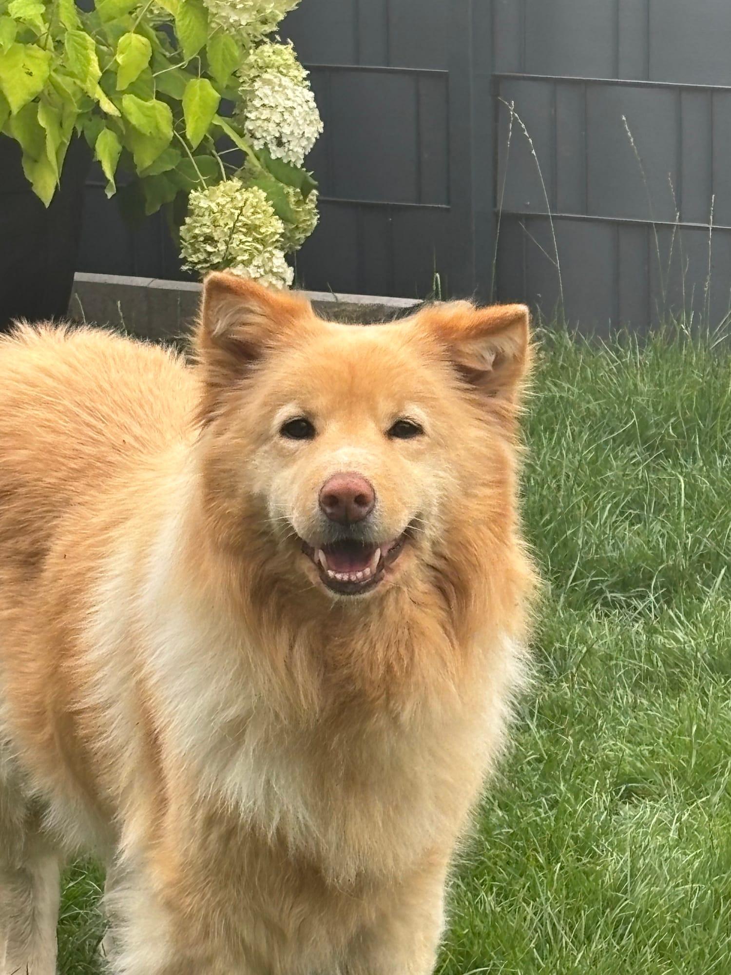 Hund mit rotem Geschirr sitzt im Wald auf einem Baumstumpf