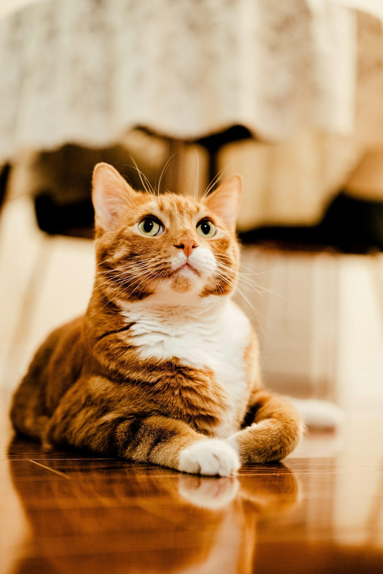 Futterrechner