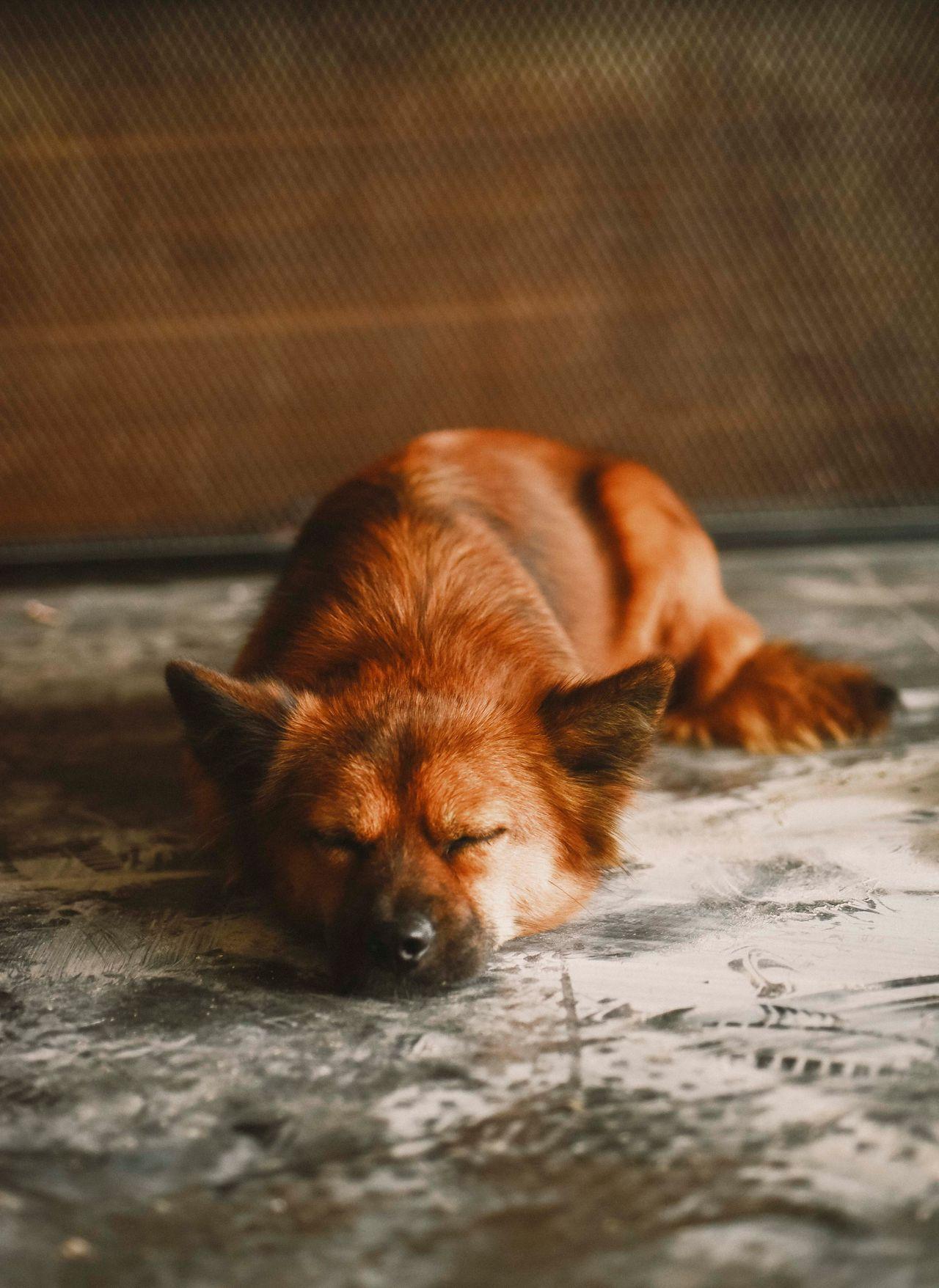 Schlafender Hund steht für Sicherheit und Vertrauen