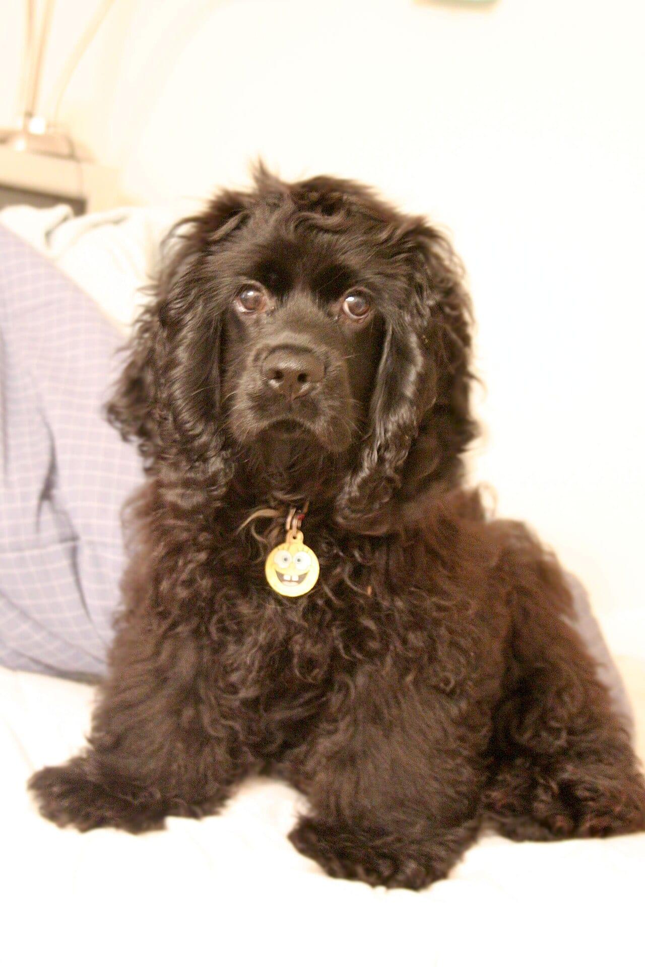 American Cocker Spaniel - Hunderasse