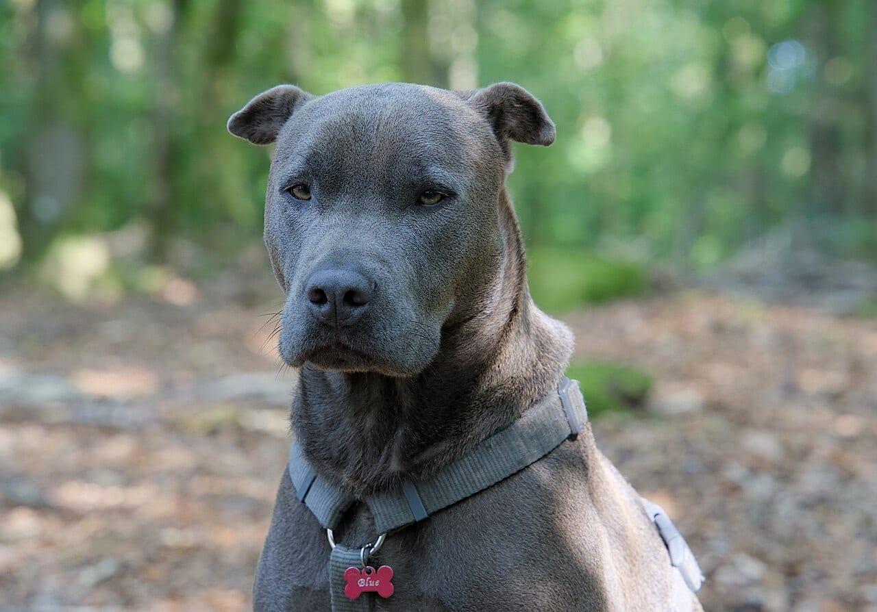 American Staffordshire Terrier