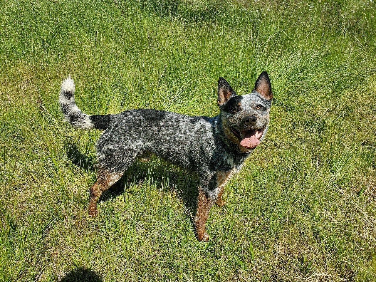 Australian Cattle Dog