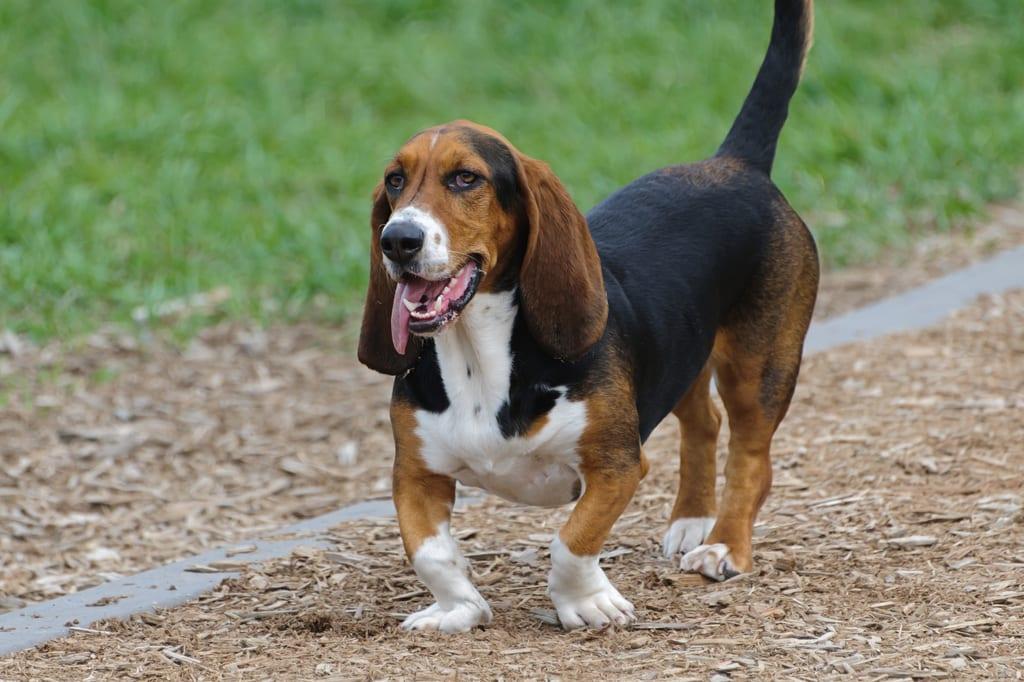 Basset Hound - Hunderasse