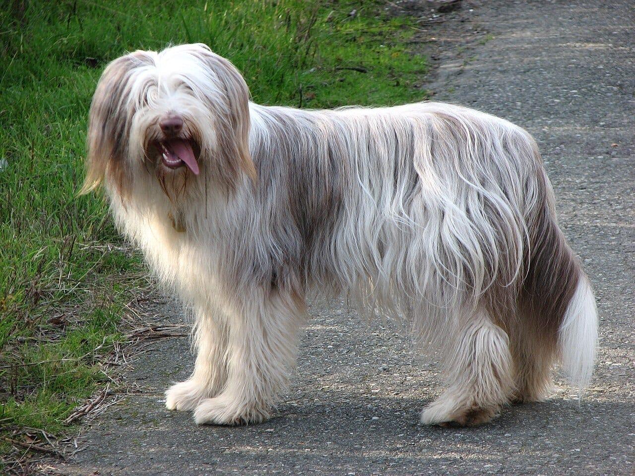 Bearded Collie - Hunderasse