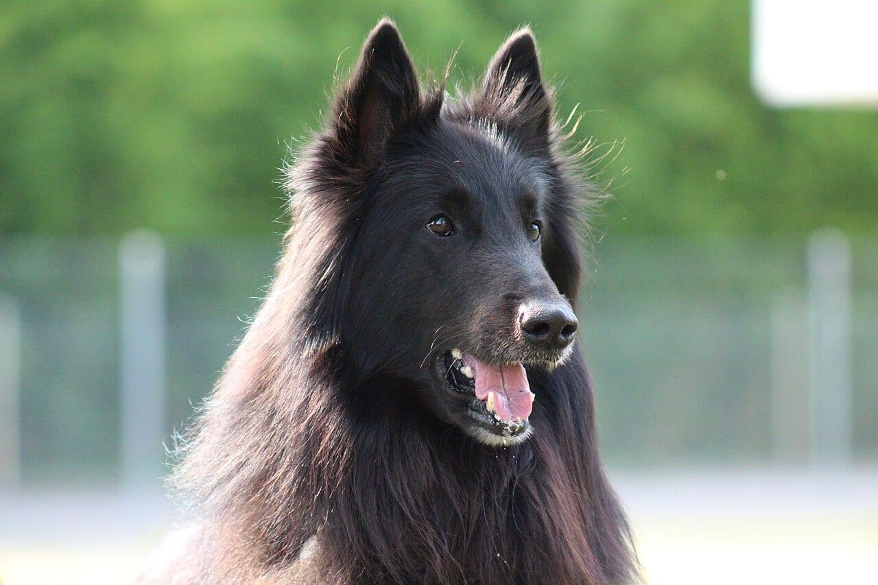 Belgischer Schäferhund (Groenendael) - Hunderasse