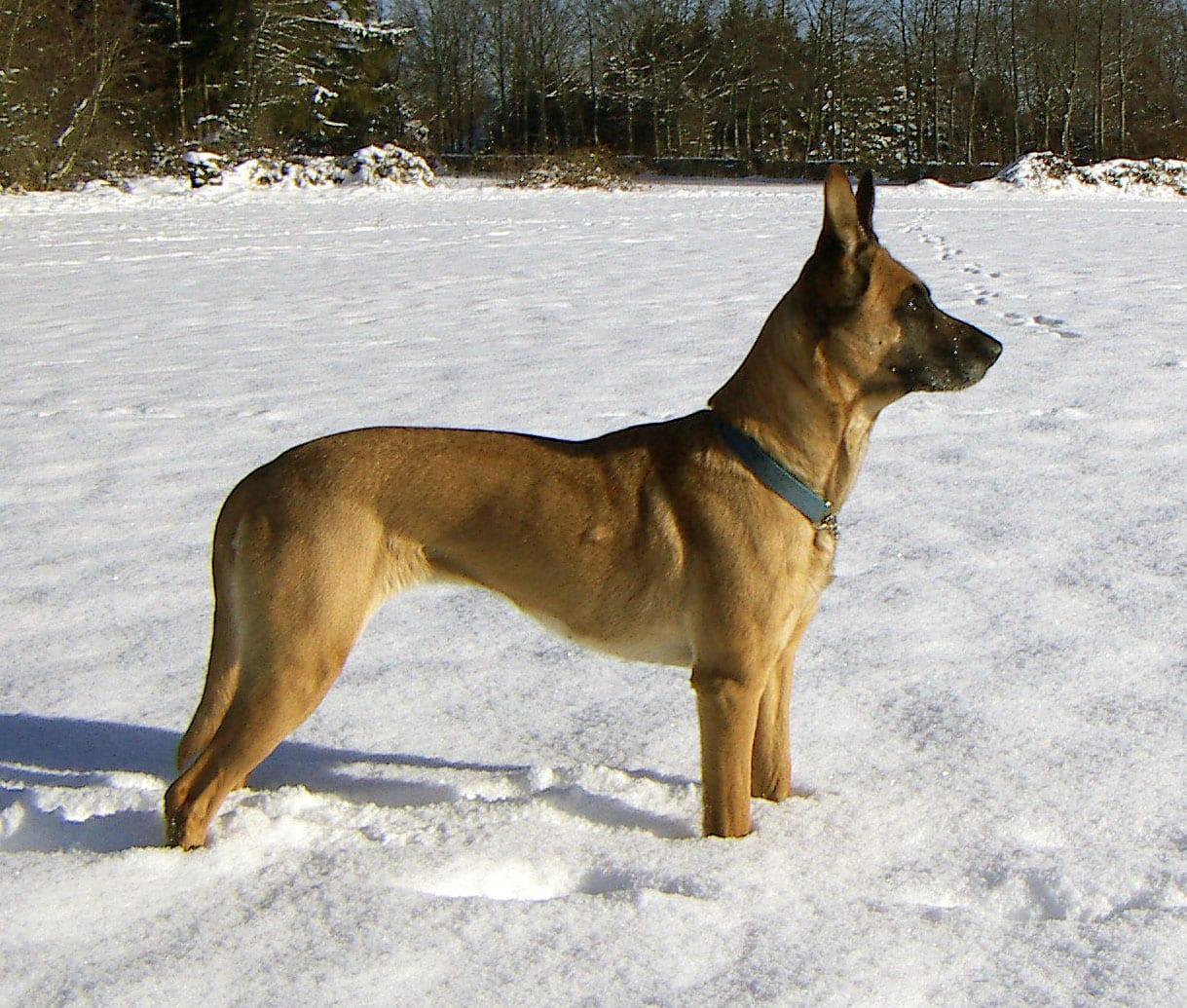Belgischer Schäferhund (Malinois) - Hunderasse