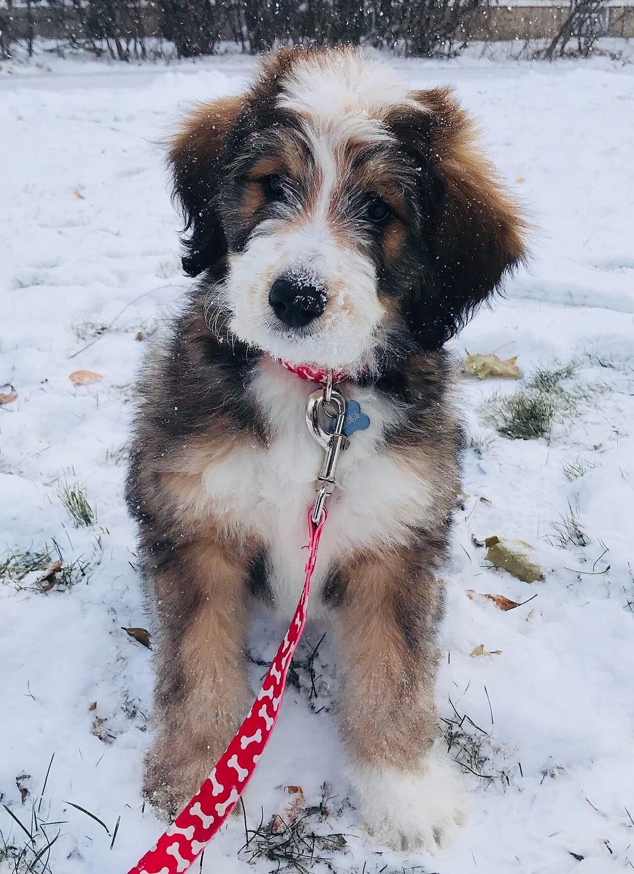 Bernedoodle - Hunderasse