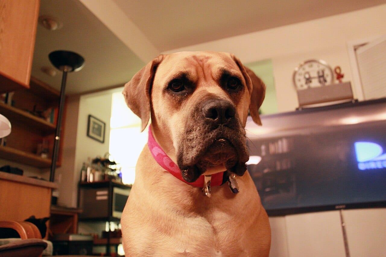 Boerboel