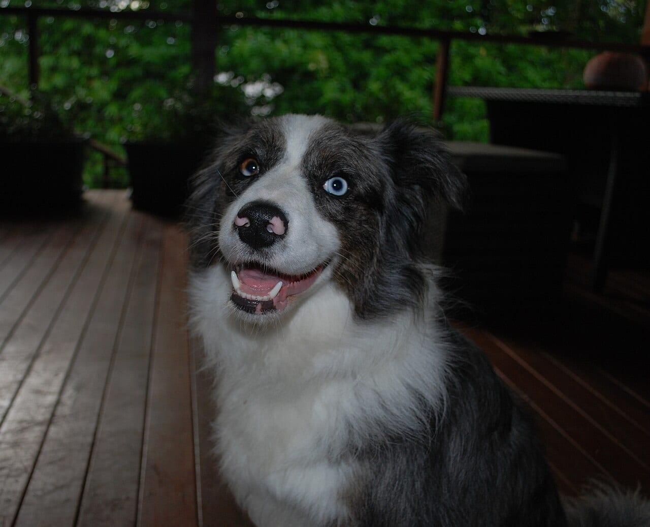 Border Collie - Hunderasse