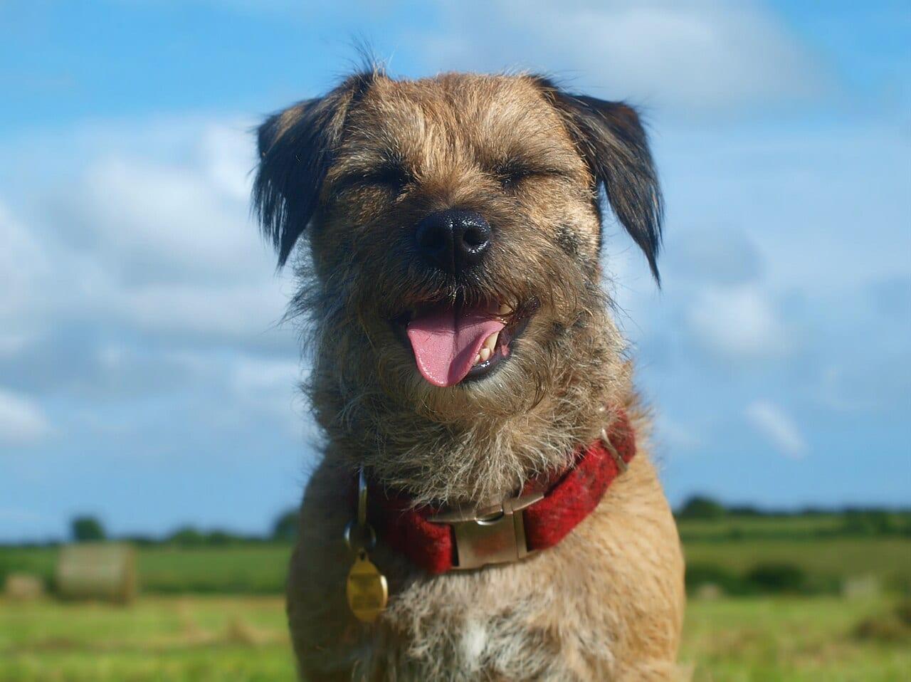 Border Terrier - Hunderasse