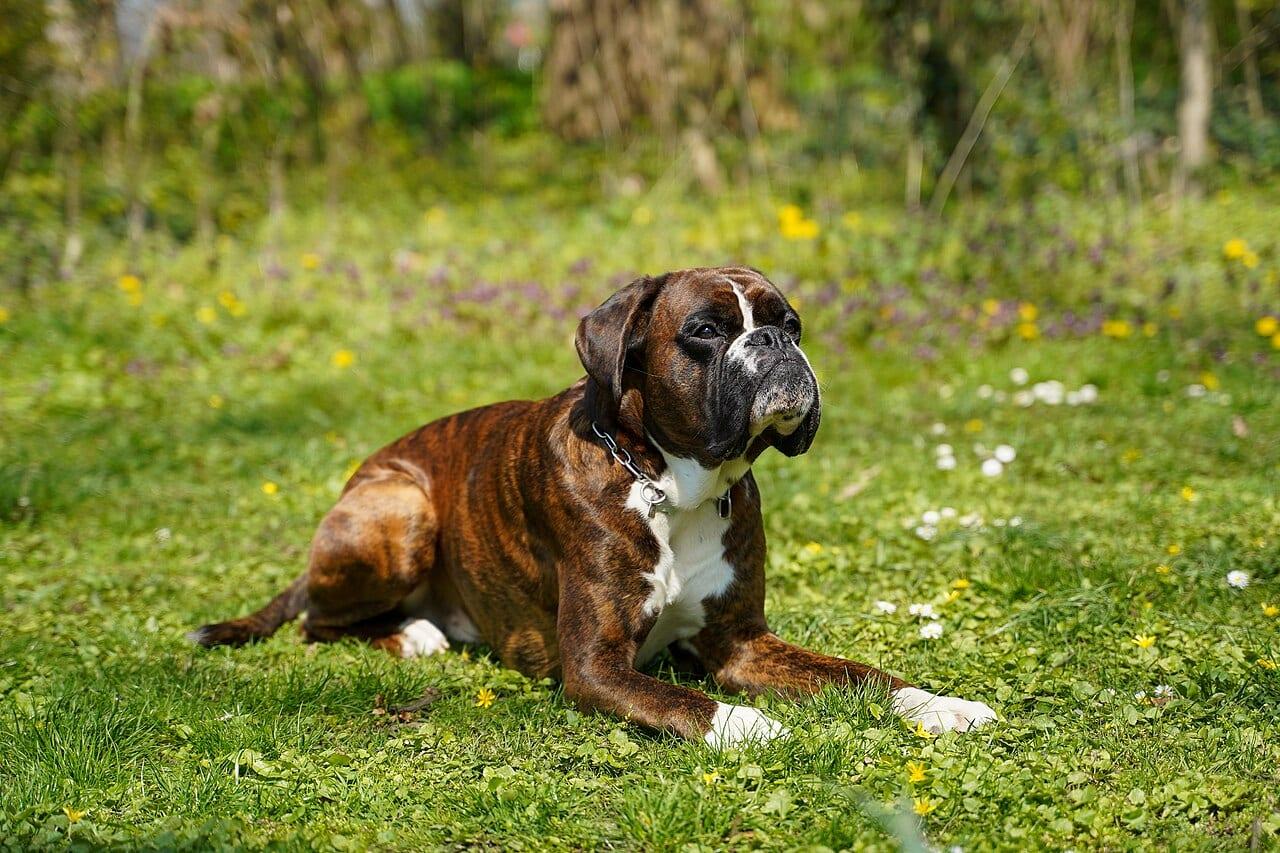 Boxer