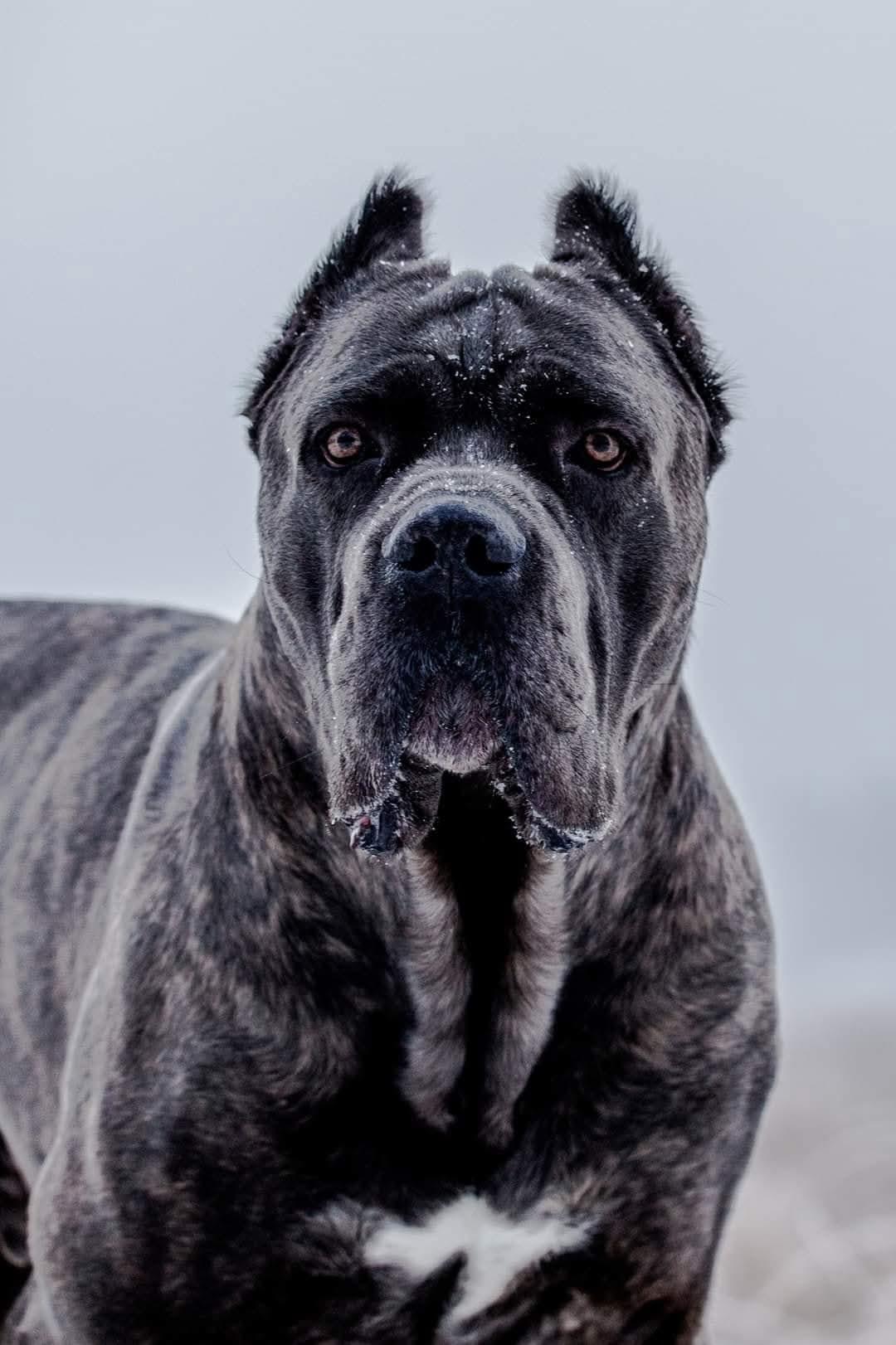 Cane Corso - Hunderasse