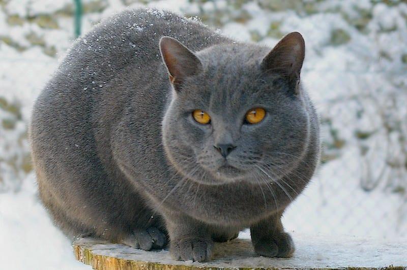 Chartreux - Katzenrasse