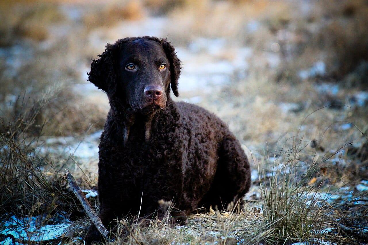 Curly Coated Retriever - Hunderasse