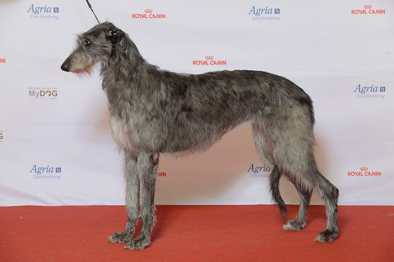 Deerhound - Hunderasse