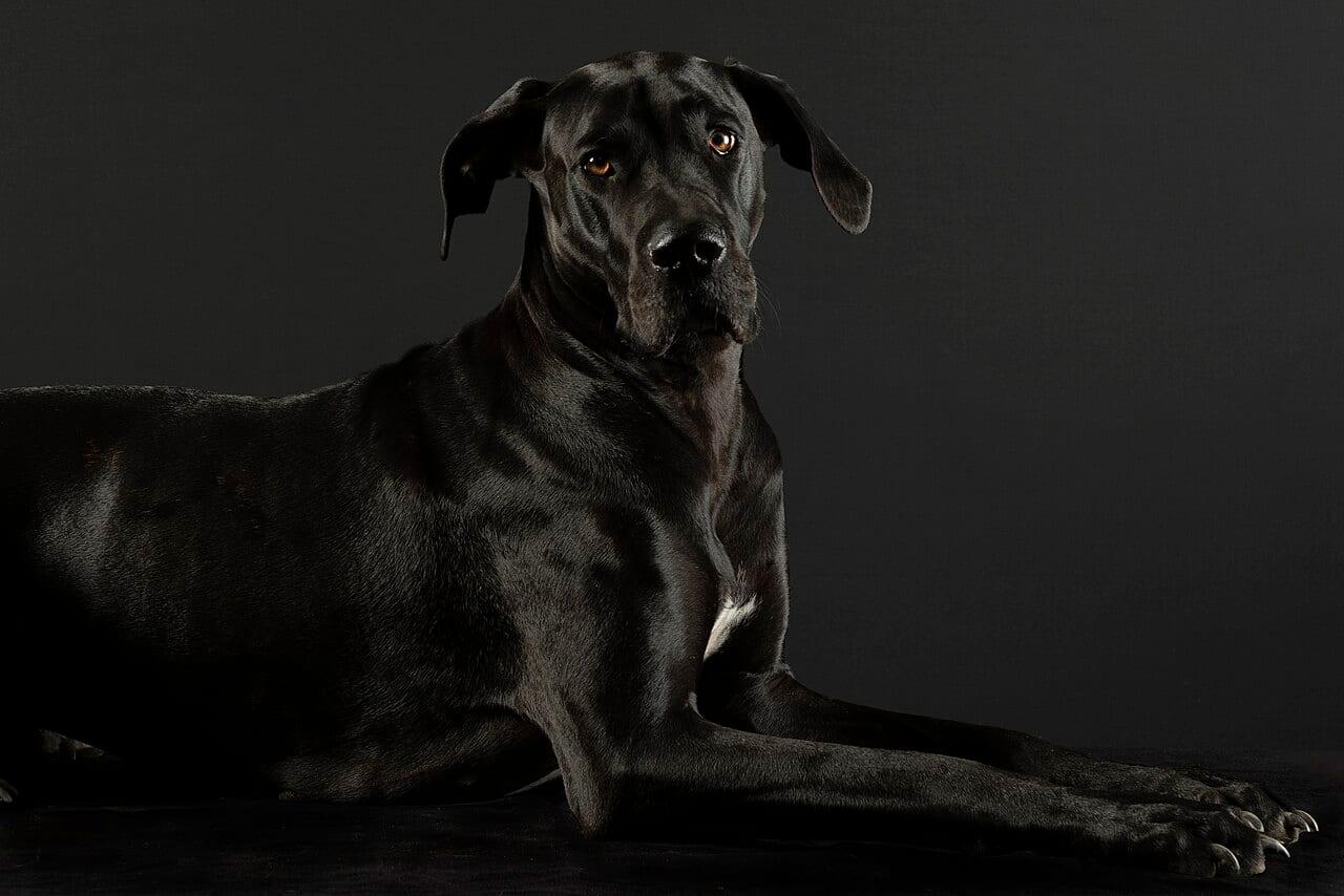 Deutsche Dogge - Hunderasse