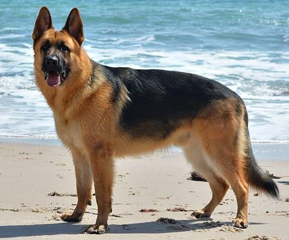 Deutscher Schäferhund - Hunderasse