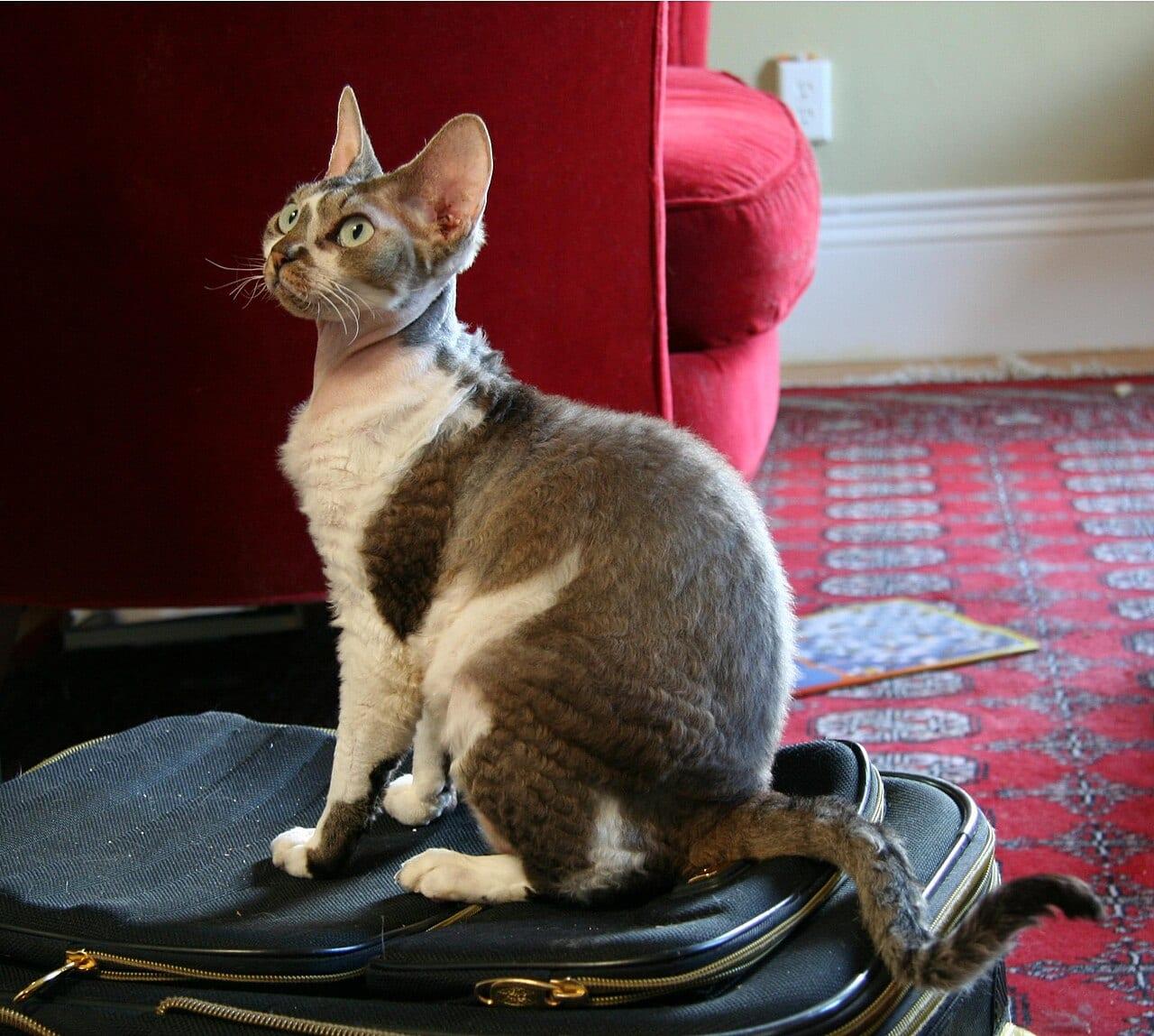 Devon Rex - Katzenrasse