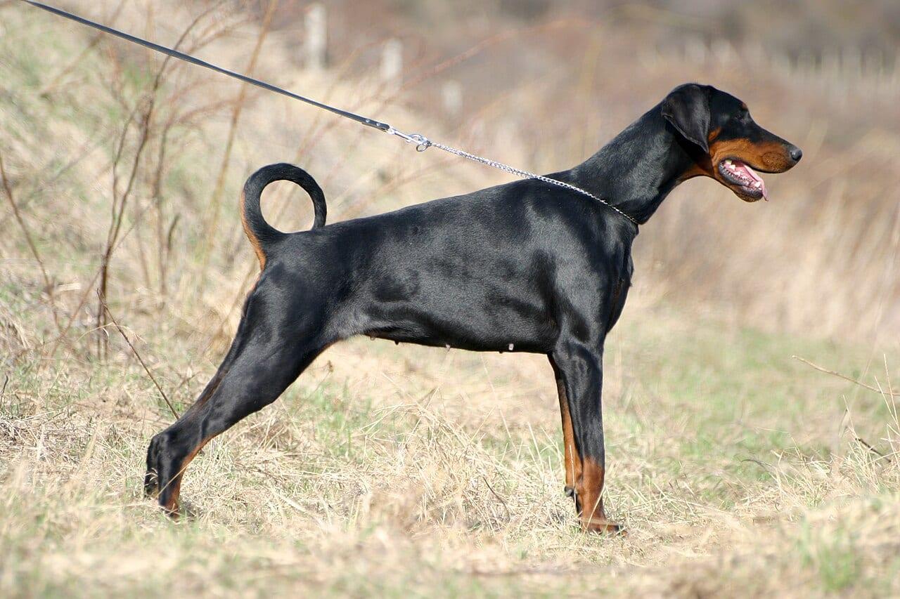 Dobermann - Hunderasse