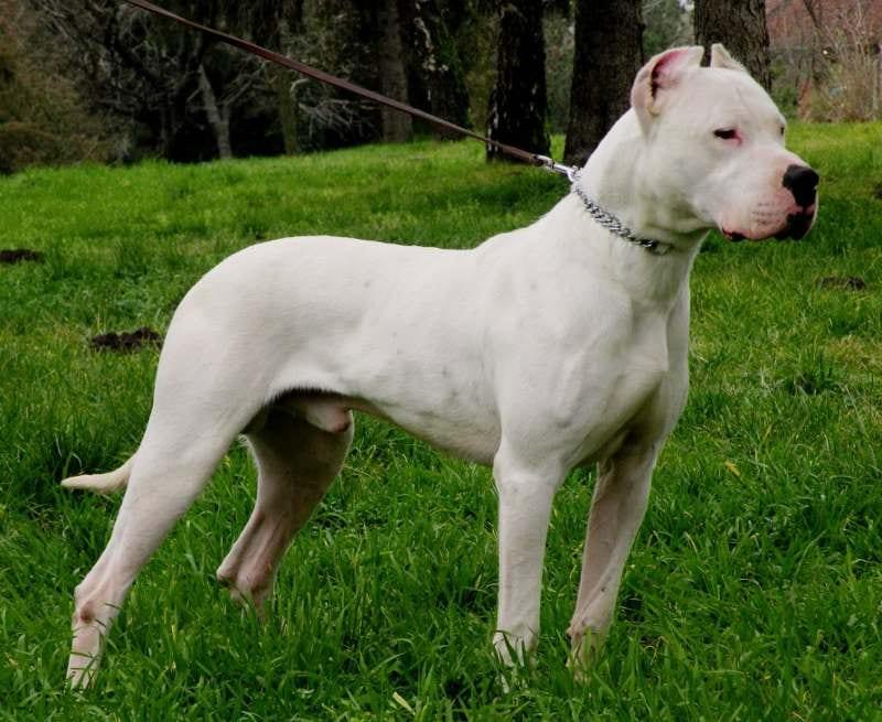 Dogo Argentino - Hunderasse