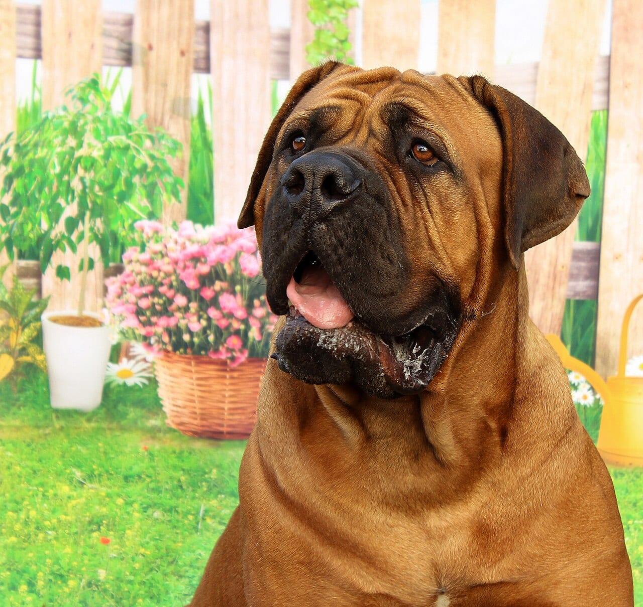 Dogue de Bordeaux - Hunderasse