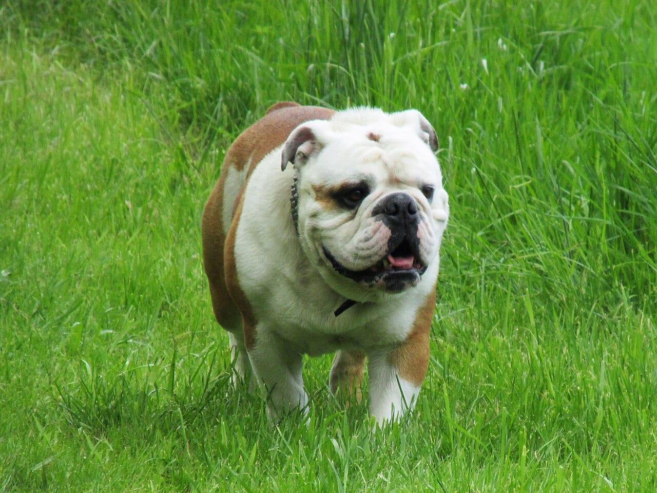 Englische Bulldogge - Hunderasse