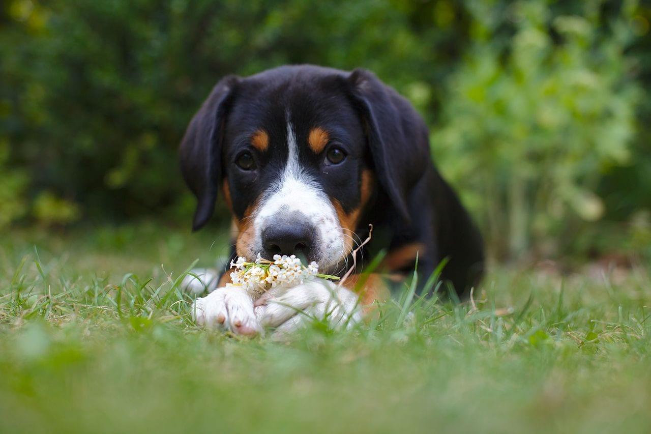 Entlebucher Sennenhund - Hunderasse