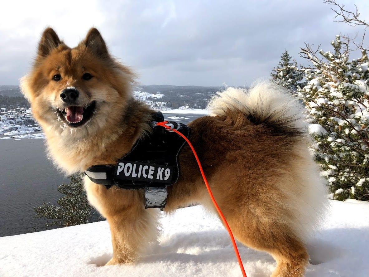 Eurasier - Hunderasse