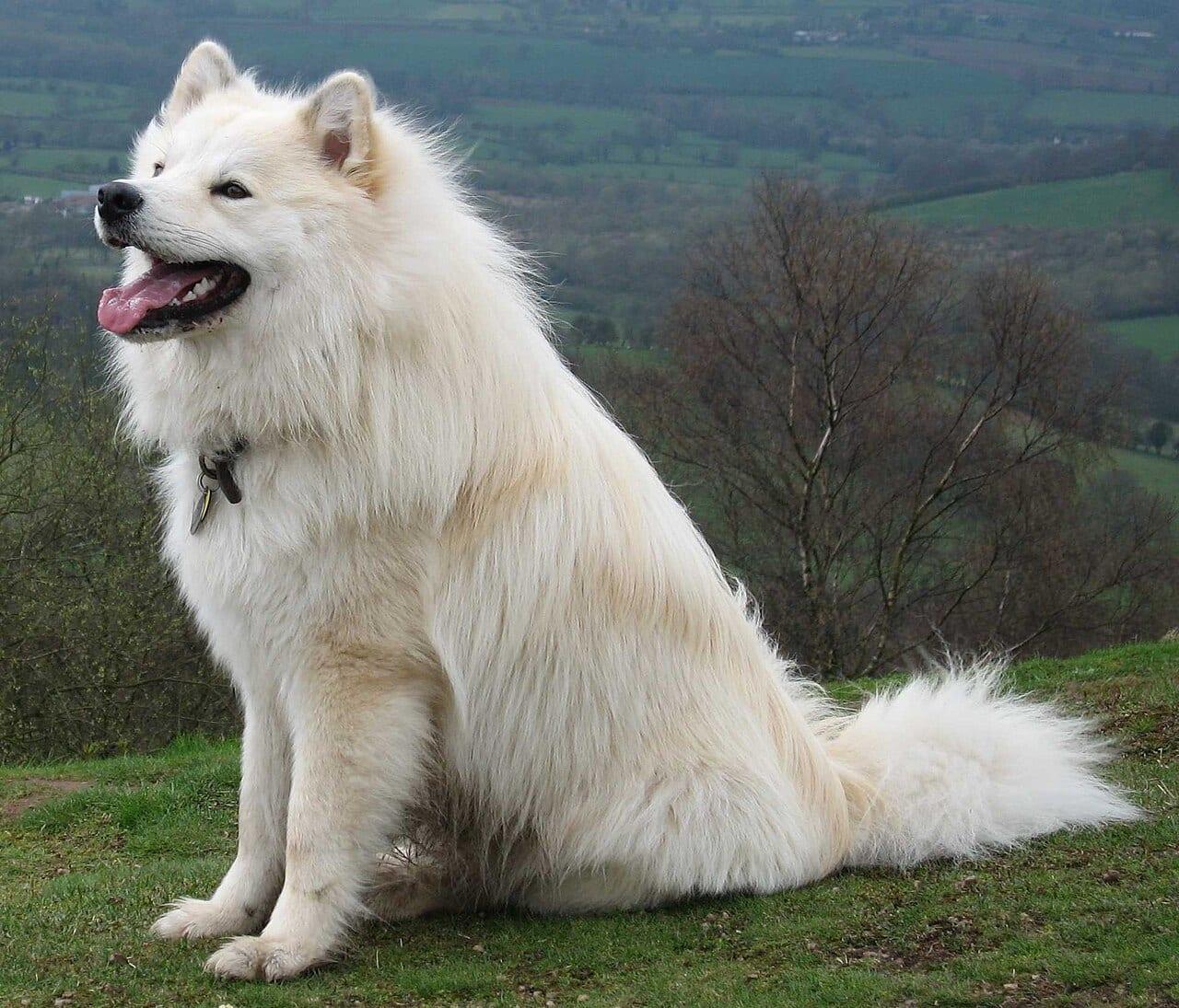 Finnischer Lapphund