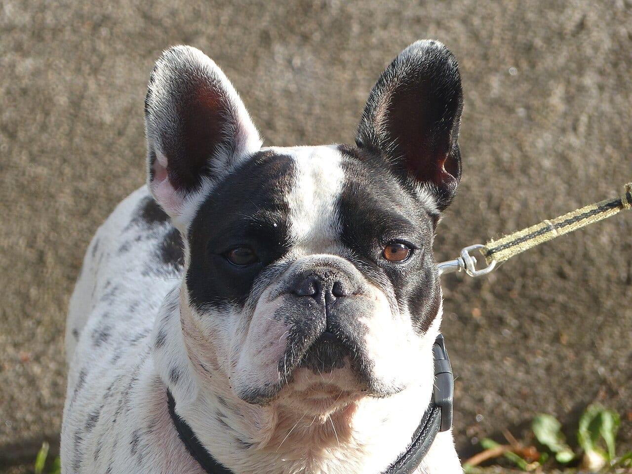 Französische Bulldogge - Hunderasse