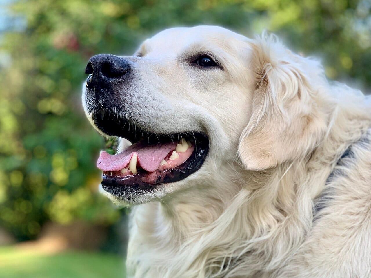 Golden Retriever - Hunderasse
