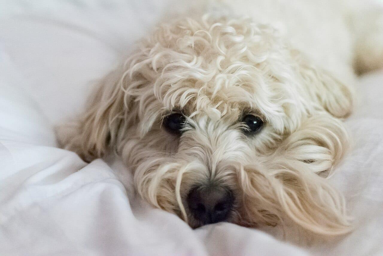 Goldendoodle - Hunderasse