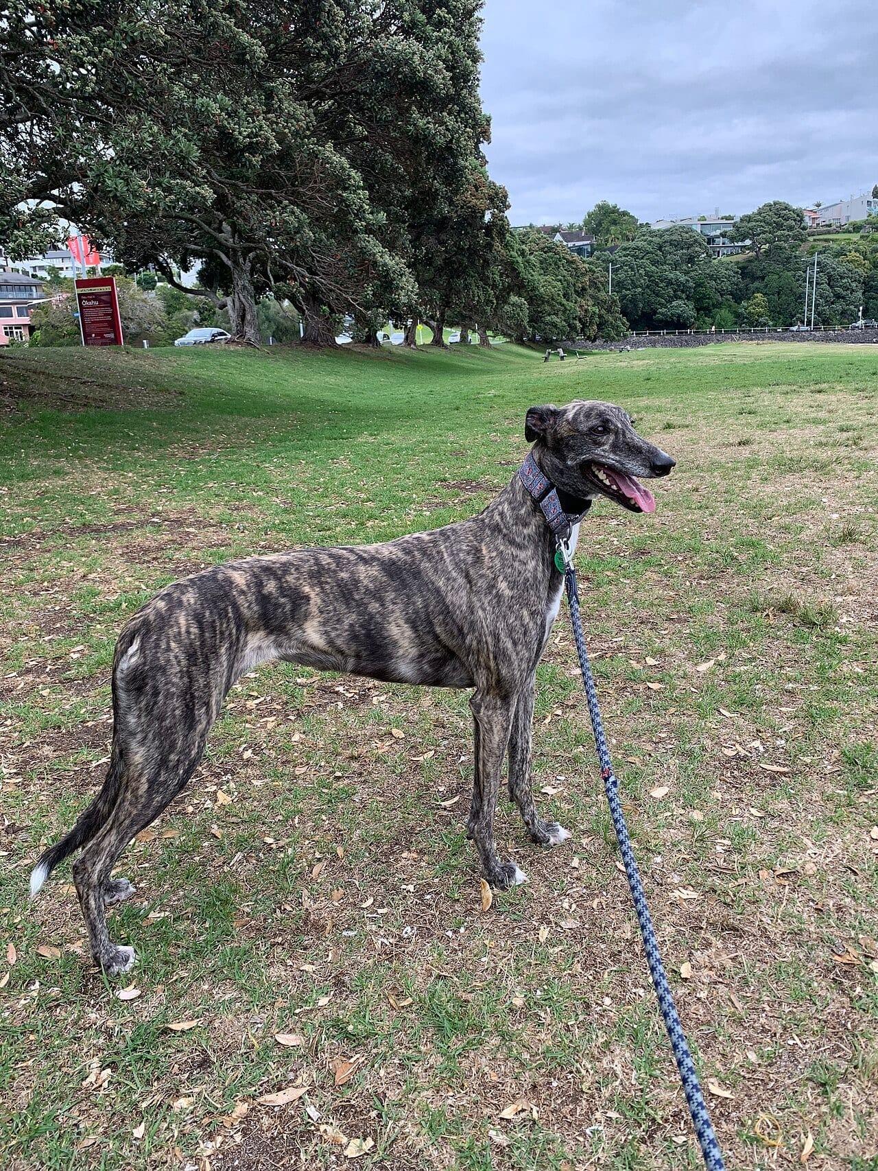Greyhound - Hunderasse