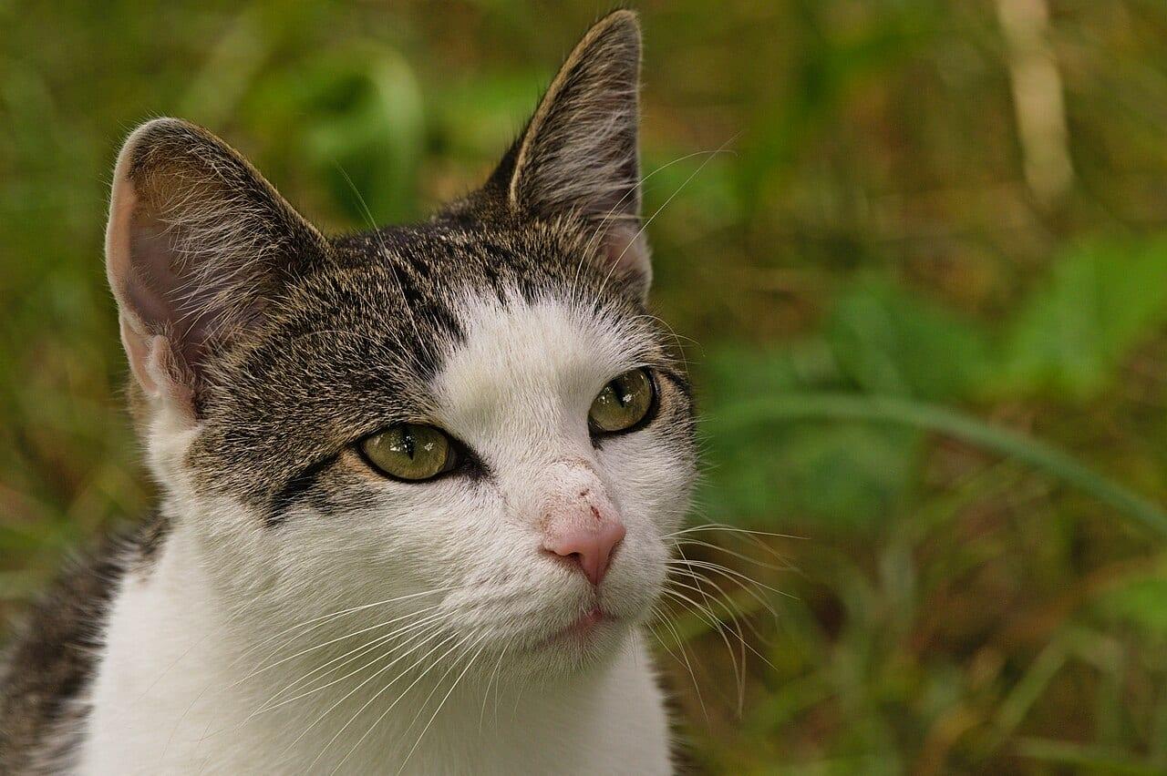 Hauskatze (Mischling) - Katzenrasse