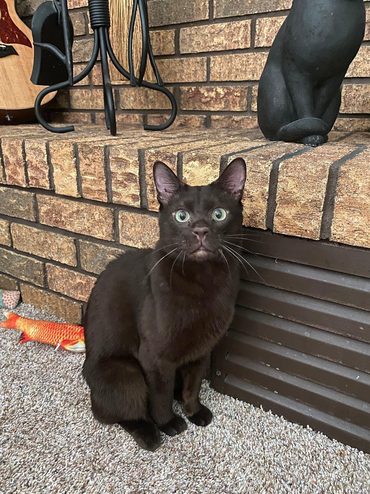 Havana-Katze