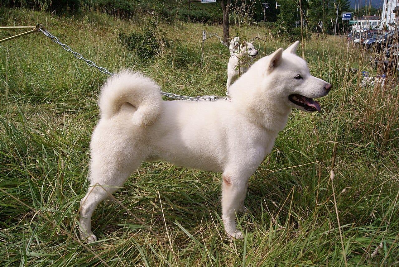 Hokkaido