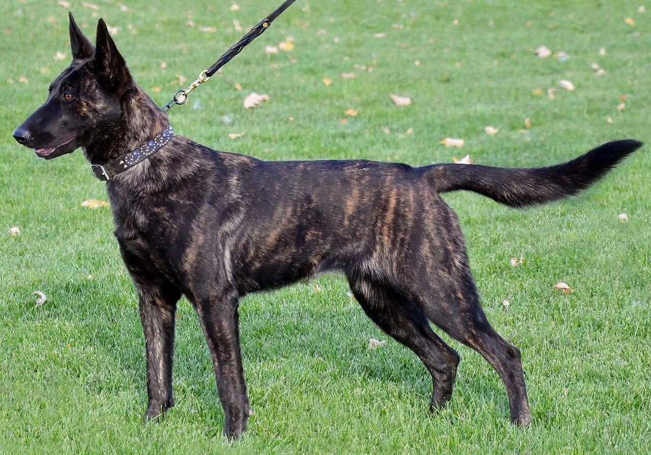 Holländischer Schäferhund - Hunderasse