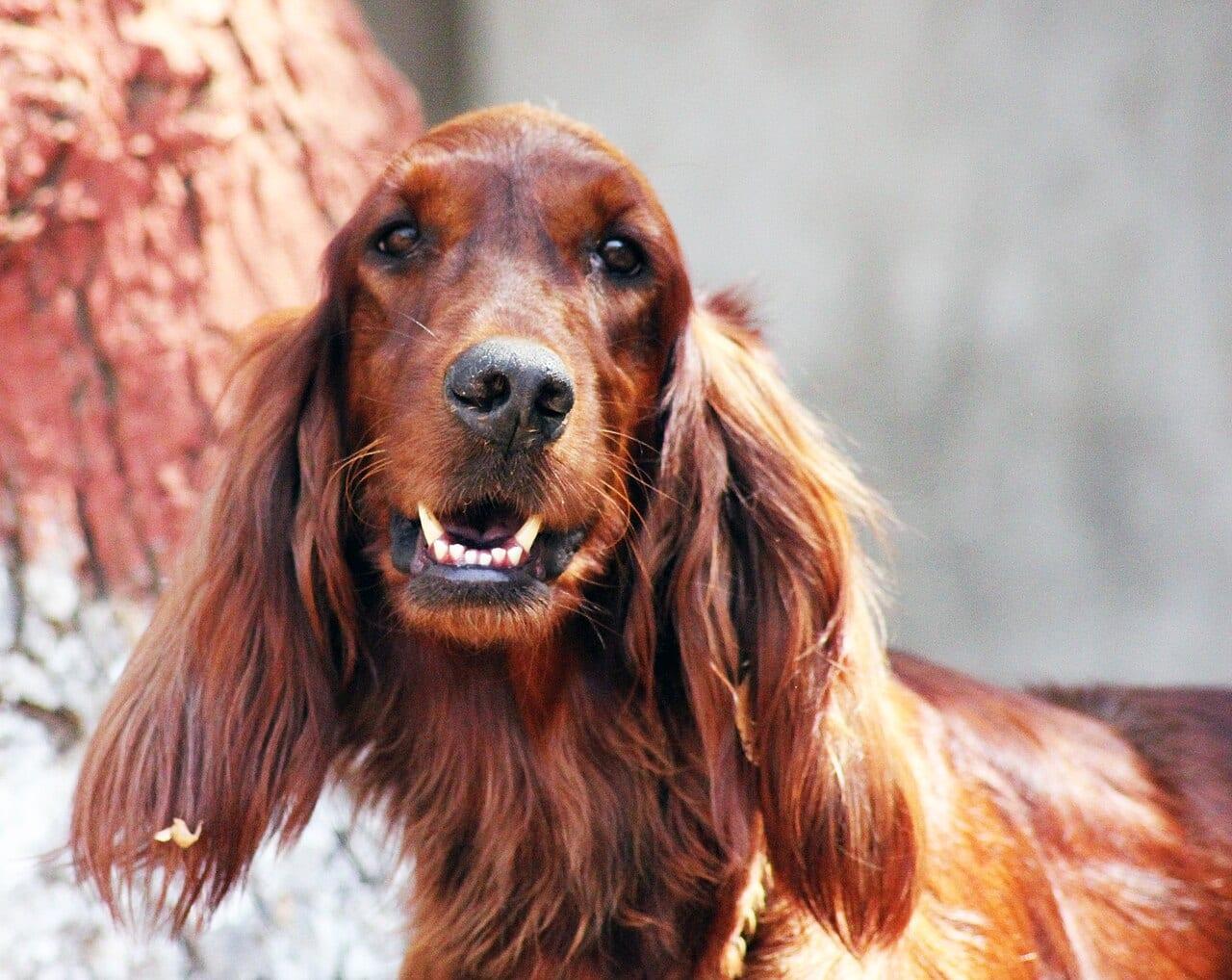 Irischer Setter - Hunderasse