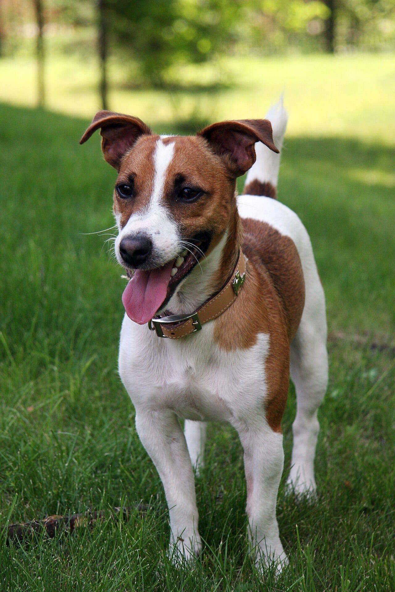 Jack Russell Terrier - Hunderasse