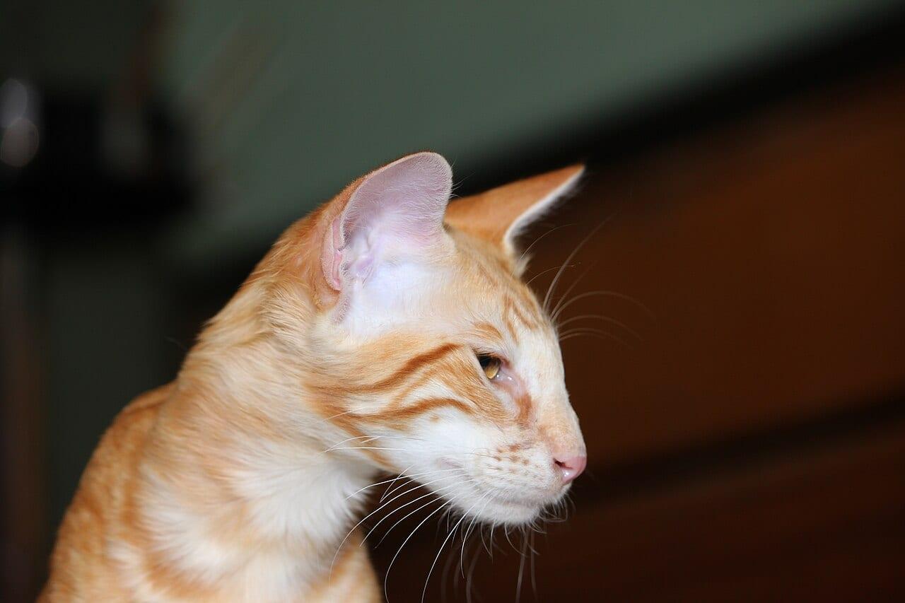 Javanese - Katzenrasse