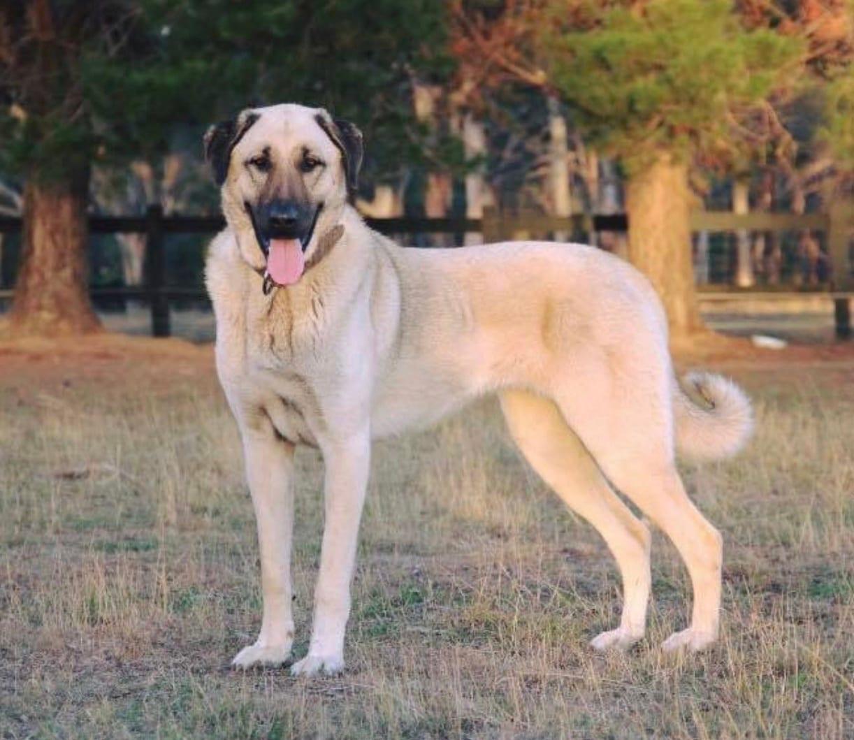 Kangal - Hunderasse