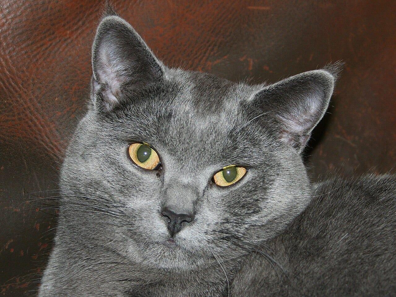 Kartäuser-Katze - Katzenrasse