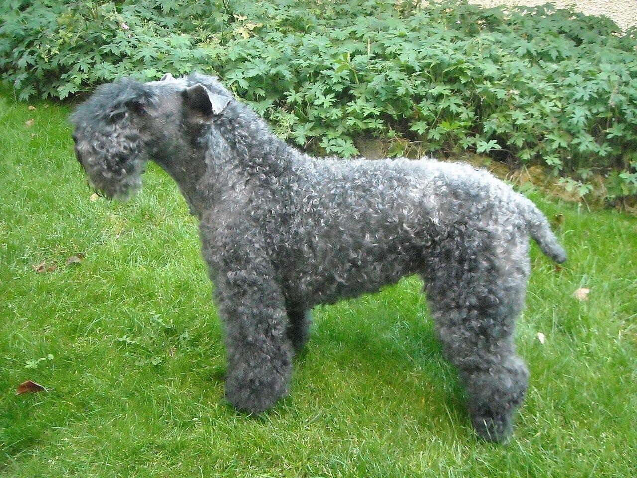 Kerry Blue Terrier - Hunderasse