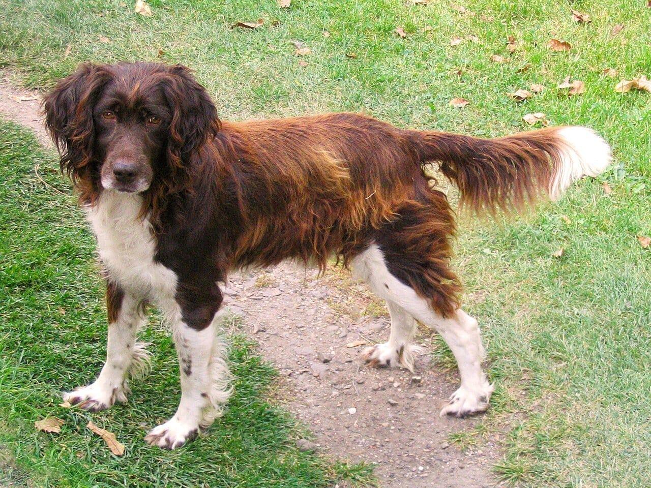 Kleiner Münsterländer - Hunderasse