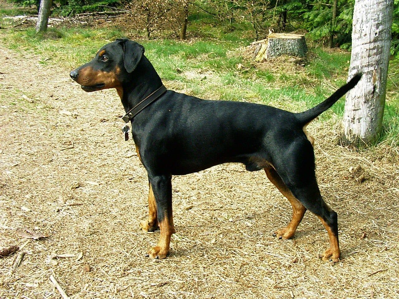 Pinscher - Hunderasse