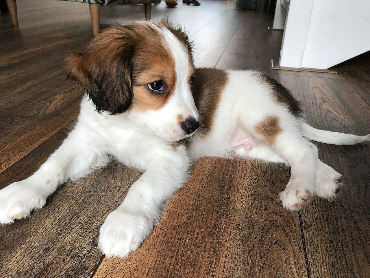 Kooikerhondje - Hunderasse