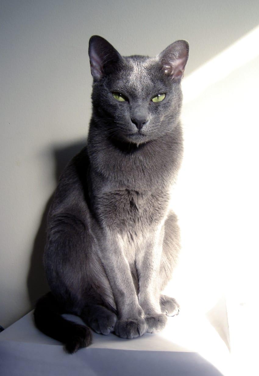 Korat - Katzenrasse