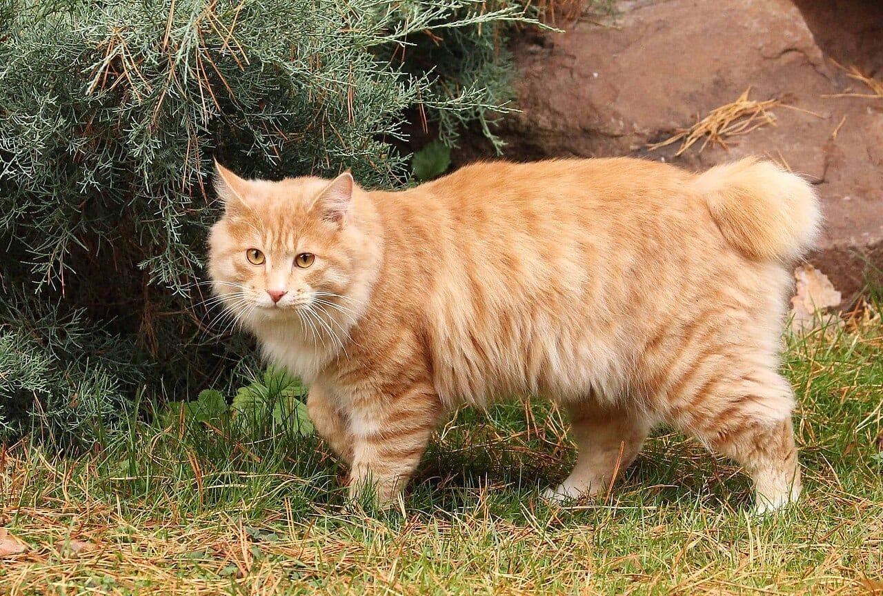 Kurilen Bobtail - Katzenrasse