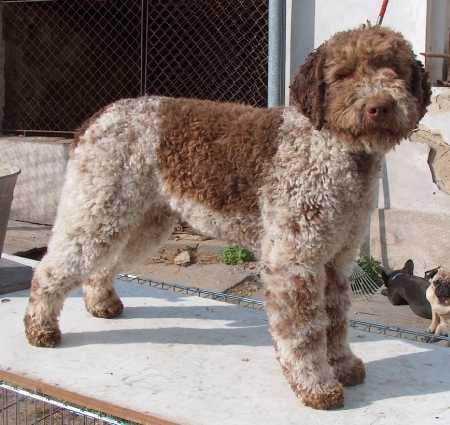 Lagotto Romagnolo - Hunderasse