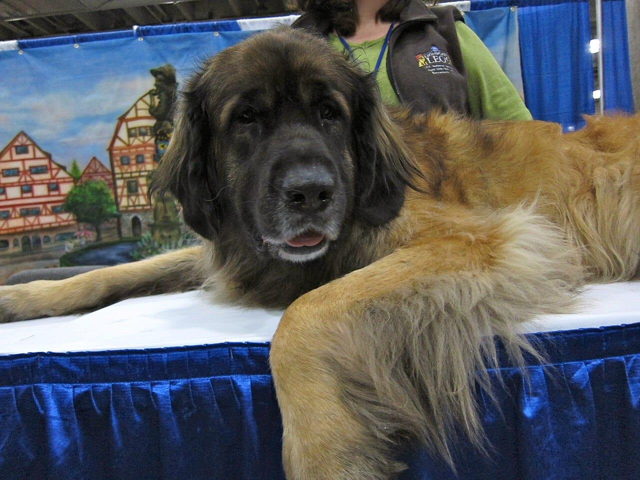 Leonberger - Hunderasse
